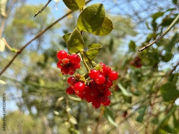 Obraz Honeysuckle, by bright red berries.
