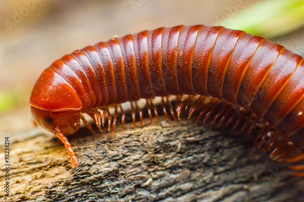 Fototapeta Walking Millipede