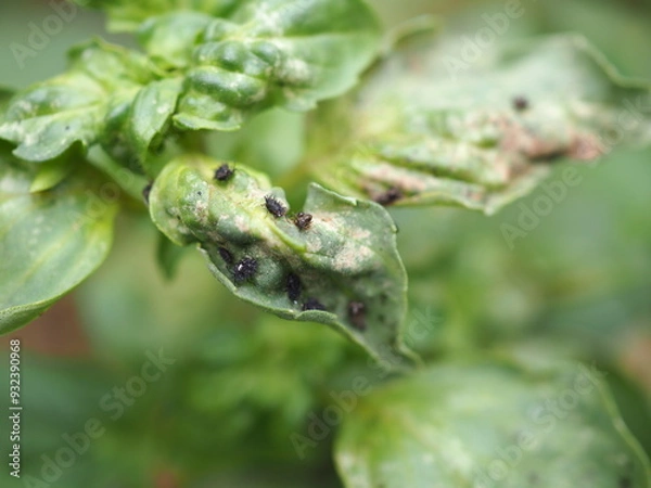 Obraz Black aphids on basil leaves. Closeup photo, blurred.