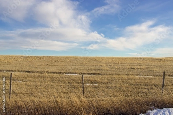 Fototapeta Blue sky with clouds, looking at a Montana Wheat field with a barb wire fence going across the image 