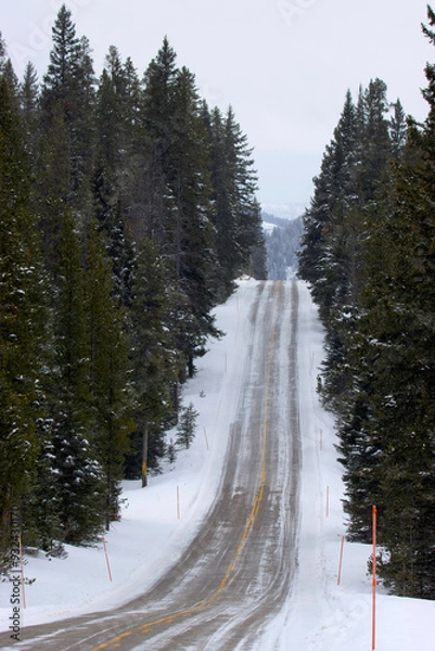 Fototapeta A snowy road covered with pine trees on both sides 