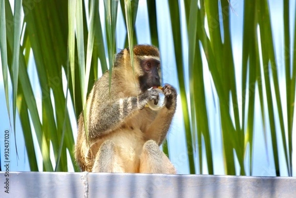 Fototapeta Monkey in palms eating an applesauce cup on a rooftop 