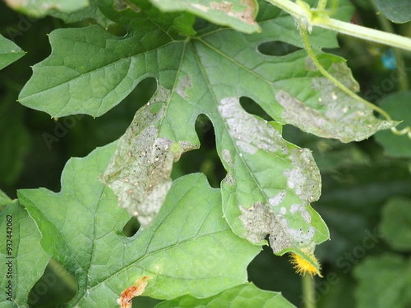 Obraz Leaf damage symptom on bitter gourd leaves caused by leaf miner Liriomyza attack. Insecticide product concept. Closeup photo, blurred.