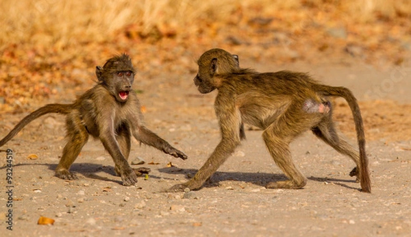 Obraz two baboons playing