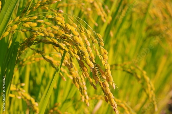 Obraz 収穫前の稲穂