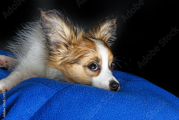 Fototapeta cute papillon puppy close up