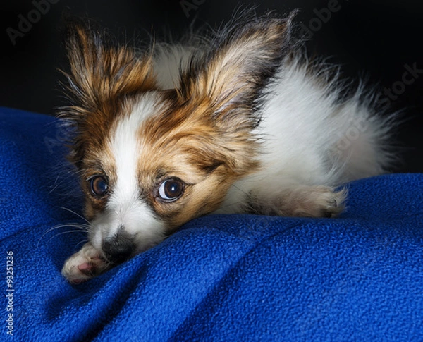 Fototapeta cute papillon puppy close up