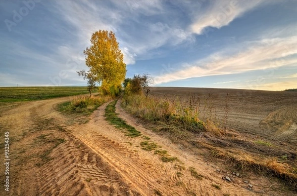 Fototapeta dirt road in fields