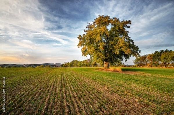 Fototapeta Lonely beautiful autumn tree