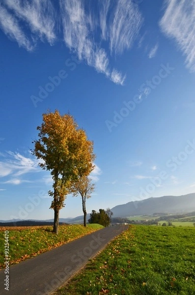 Fototapeta Lonely autumn tree