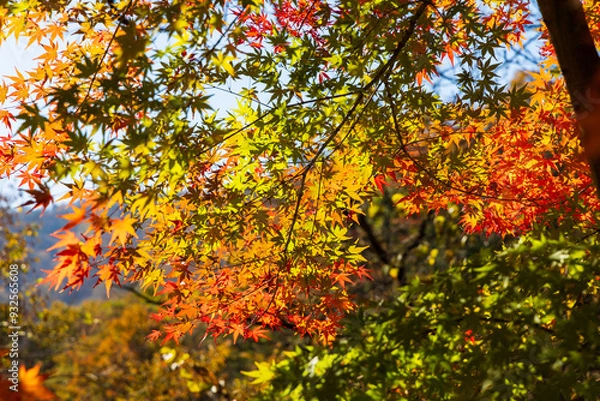 Fototapeta 日本の風景・秋　群馬県安中市　紅葉のアプトの道