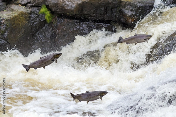 Obraz Skaczące pstrągi morskie