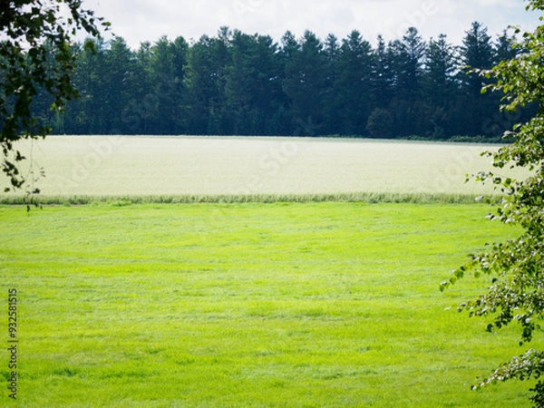 Obraz 草原と畑の風景