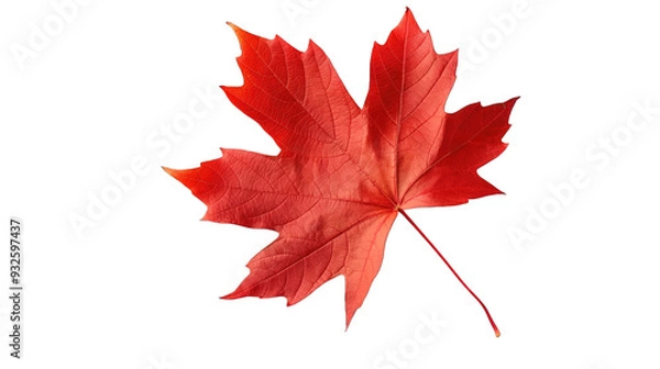 Obraz Maple Leaf Elegance Isolated for Focus