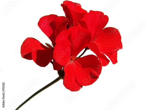 Obraz Kwiat geranium