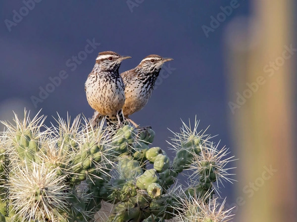 Obraz Bird in cactus