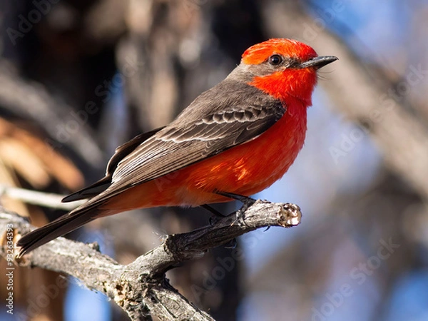 Obraz bird on branch