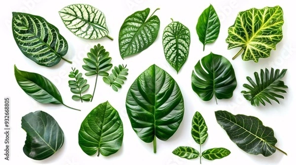 Fototapeta 1. Assorted tropical leaves of Asia with vibrant green hues, featuring various shapes and textures, isolated on a white background with clipping path included