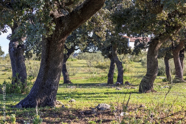 Obraz Dehesa, Mediterranean forest