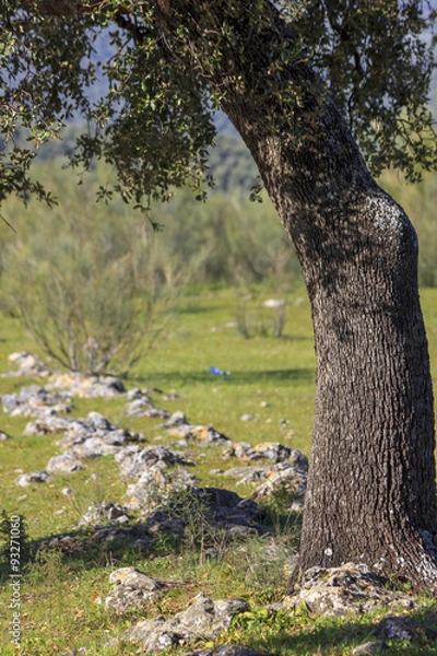 Obraz Dehesa, Mediterranean forest