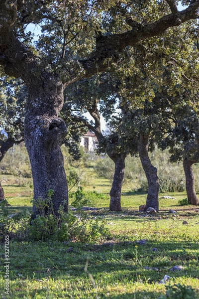 Obraz Dehesa, Mediterranean forest