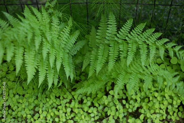 Obraz fern leaf in the forest