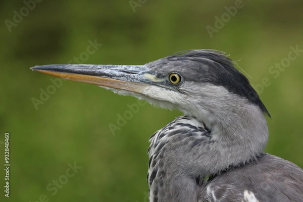 Obraz Vue rapprochée de la tête d'un héron cendré avec un fond naturel verdâtre en arrière plan. Portrait d'un oiseau vivant en milieu aquatique.