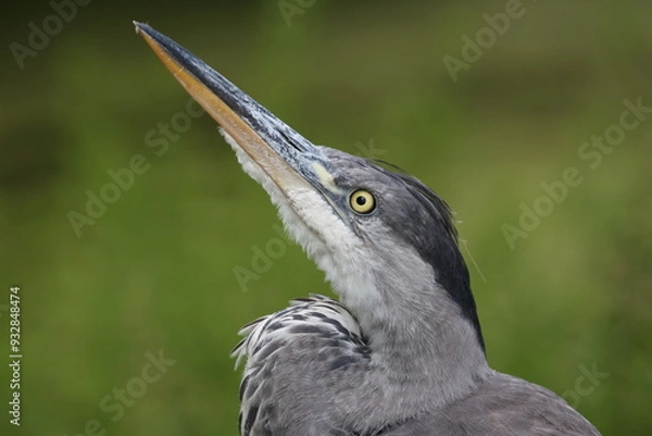 Obraz Vue rapprochée de la tête d'un héron cendré avec un fond naturel verdâtre en arrière plan. Portrait d'un oiseau vivant en milieu aquatique.