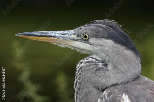 Obraz Vue rapprochée de la tête d'un héron cendré avec un fond naturel verdâtre en arrière plan. Portrait d'un oiseau vivant en milieu aquatique.