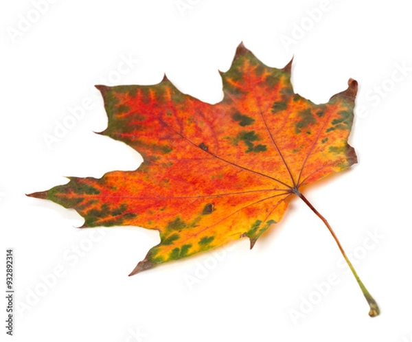 Fototapeta Multicolor autumn maple-leaf isolated on white background