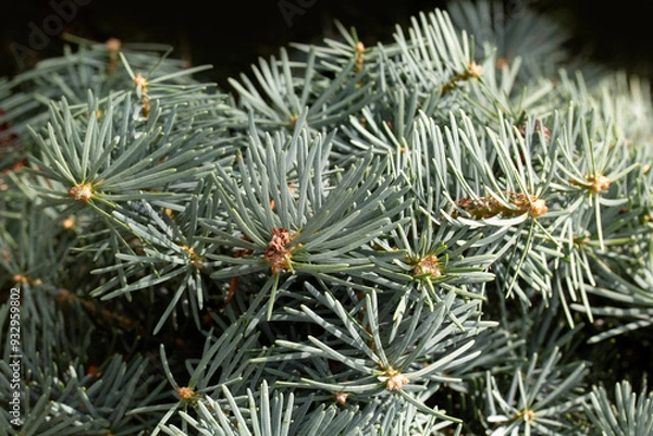 Fototapeta Closeup of foliage of Compact White Fir (Abies concolor 'Compacta') in a garden in summer