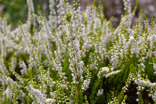 Fototapeta Closeup of flowers of Calluna vulgaris 'Guinea Gold' in a garden in summer