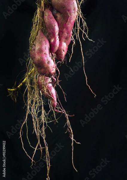 Fototapeta サツマイモ