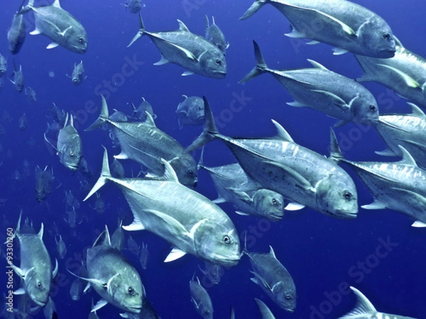 Fototapeta jackfish school vortex