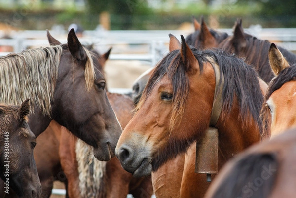 Obraz Close-up view of a group of horses at a livestock fair