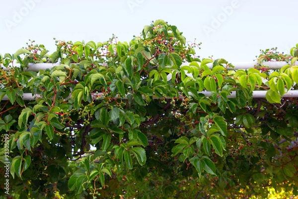 Obraz vine bush