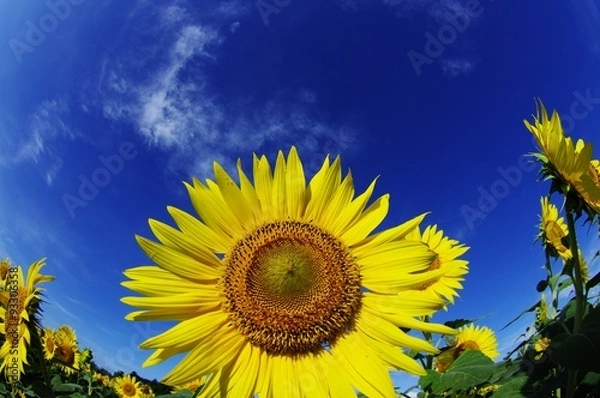 Fototapeta 向日葵