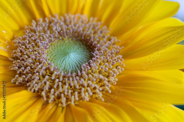 Obraz sunflower close up