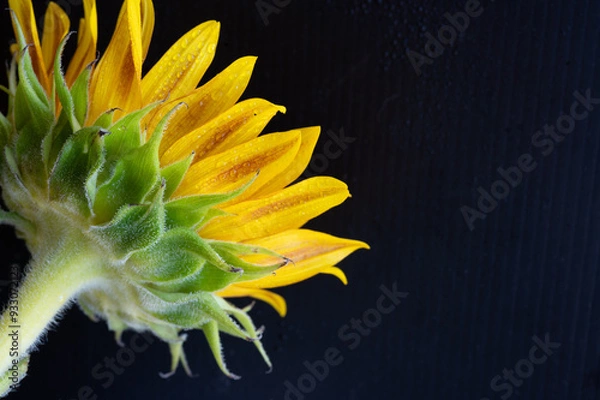 Obraz sunflower on black