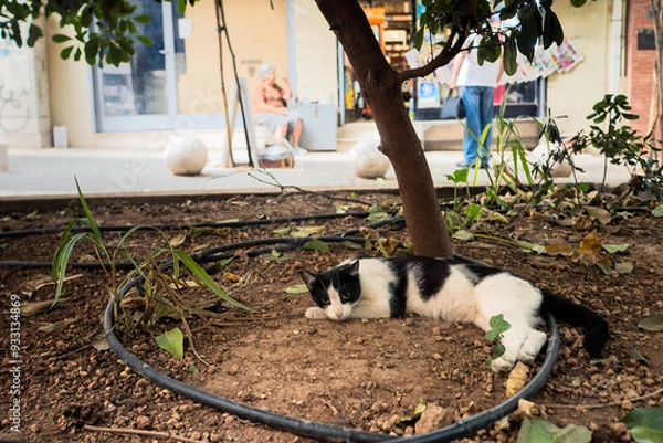 Fototapeta Cat And The Owner