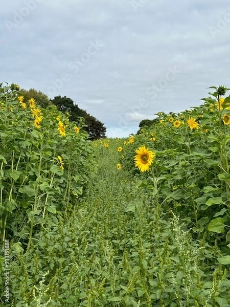 Obraz field of sunflowers growing on a farm
