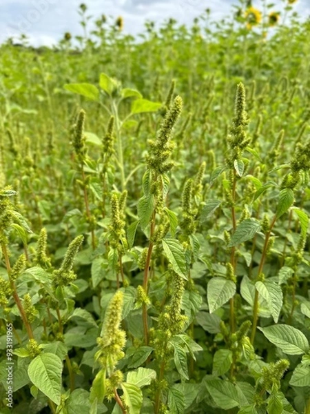 Obraz Redroot pigweed growing in a field