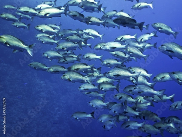 Obraz red snapper school