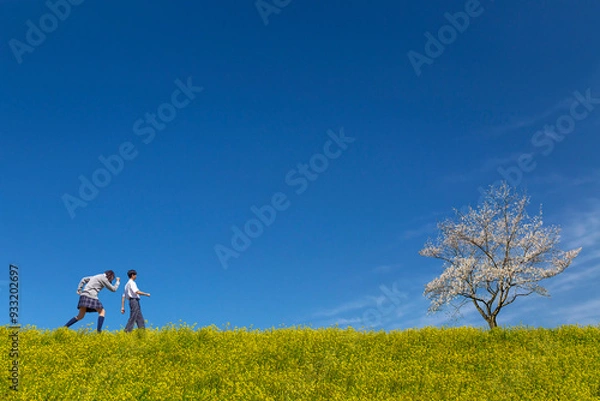 Obraz 菜の花と桜の咲く土手を歩く男女の高校生。春、入学,卒業,進学,前進イメージ