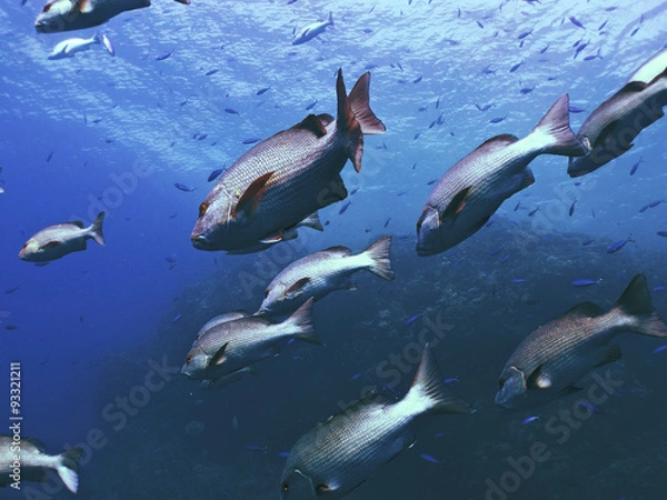 Obraz red snapper school