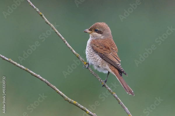 Obraz Juvenile Red-backed shrike (lanius collurio) perched on a tiny twig 