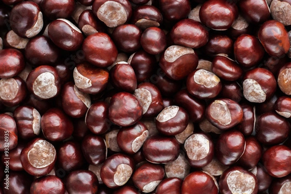 Obraz Jesienny kasztan