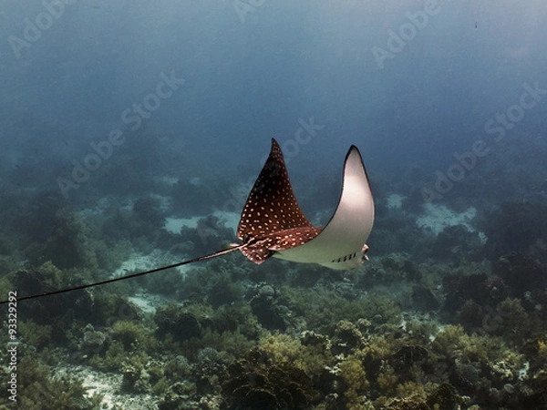 Obraz spotted eagle ray