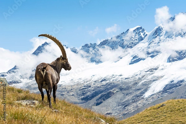 Obraz Alpine Ibex (Capra Ibex), Park Narodowy Gran Paradiso, Włochy