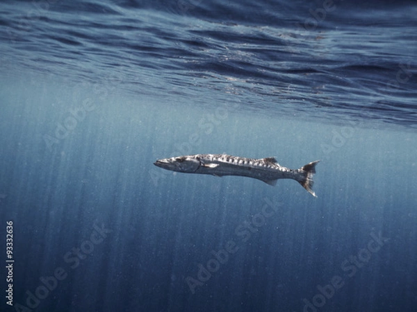 Fototapeta barracuda